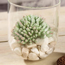 Load image into Gallery viewer, Set of 3 | 4&quot; Assorted Artificial Succulent Plants Mini Jelly Bean Air Plants