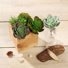 Load image into Gallery viewer, Set of 3 | 6&quot; Assorted Artificial Succulent Plants Echeveria Air Plants