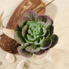 Load image into Gallery viewer, Set of 3 | 6&quot; Assorted Artificial Succulent Plants Echeveria Air Plants