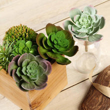 Load image into Gallery viewer, Set of 3 | 6&quot; Assorted Artificial Succulent Plants Echeveria Air Plants